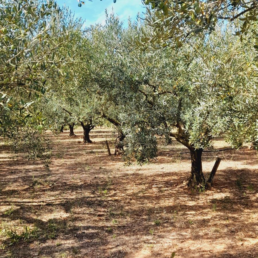 La Ferme Des Oliviers Villa Solliès-Pont Eksteriør billede